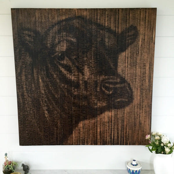 angus bull (Albert)